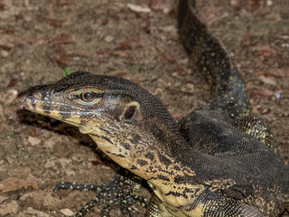 Asian Water Monitor in Borneo, Malaysia