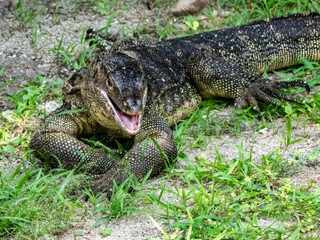 Asian Water Monitor in Borneo, Malaysia