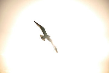 seagull flying in the sky