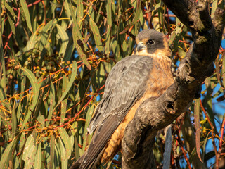 Australian Hobby in New South Wales, Australia