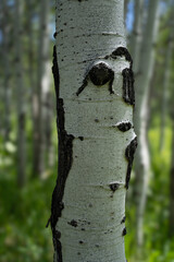Aspen tree close up with blurred aspen trees in background, Steamboat Springs Colorado