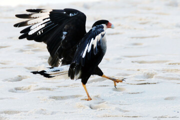 Carcará fazendo o seu exercício diário na areia pra de Ponta Negra pra fortalecer suas carras. 