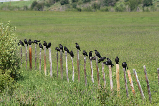 black birds, crows sitting on wooden fence posts