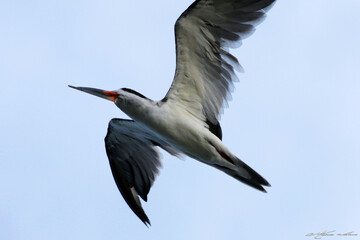 Um belíssimo talha-mar com suas asas gigantes dando a sua graça na lagoa da Ponte Preta - Maricá - RJ