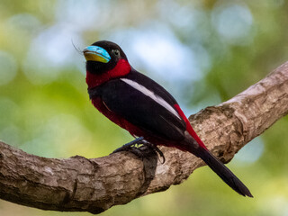 Black and Red Broadbill in Borneo, Malaysia