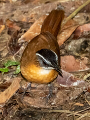 Bornean Black-capped Babbler in Borneo, Malaysia
