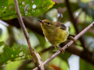 Female Crimson Sunbird in Borneo, Malaysia