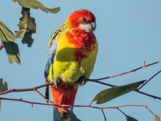 Eastern Rosella in New South Wales Australia