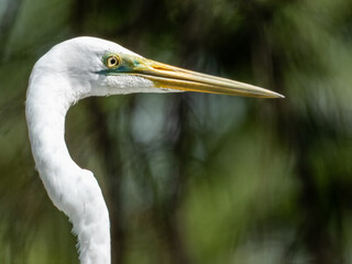 Great Egret in Borneo, Malaysia