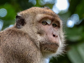 Long-tailed Macaque in Borneo, Malaysia