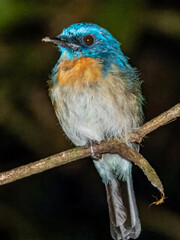 Malaysian Blue Flycatcher in Borneo, Malaysia