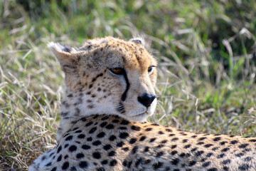 cheetah in serengeti national park