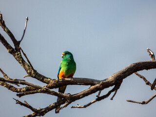 Mulga Parrot in South Australia