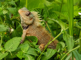 Oriental Garden Lizard in Borneo, Malaysia