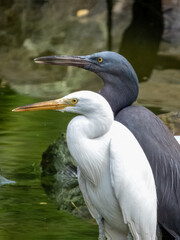 Obraz premium Pacific Reef-Heron in Borneo, Malaysia