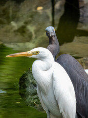 Pacific Reef-Heron in Borneo, Malaysia