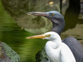 Pacific Reef-Heron in Borneo, Malaysia
