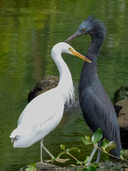 Pacific Reef-Heron in Borneo, Malaysia