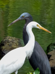 Pacific Reef-Heron in Borneo, Malaysia