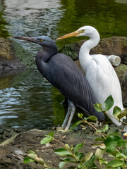 Pacific Reef-Heron in Borneo, Malaysia