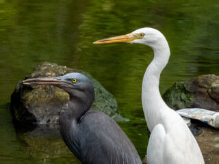 Pacific Reef-Heron in Borneo, Malaysia