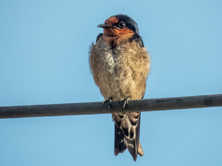 Pacific Swallow in Borneo, Malaysia © Imogen