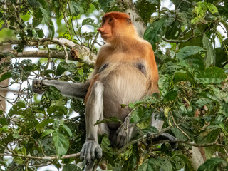 Wild Proboscis Monkey in Borneo, Malaysia