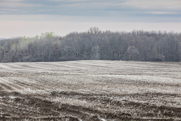 Obraz premium A muddy field with a puddle in the center surrounded by grass