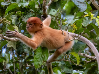 Obraz premium Wild Proboscis Monkey in Borneo, Malaysia