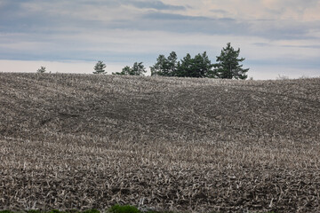 A muddy field with a puddle in the center surrounded by grass