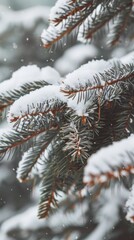 Snow-covered pine tree branches in winter, macro view. Nature and seasonal concept