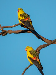 Regent Parrot in Victoria, Australia