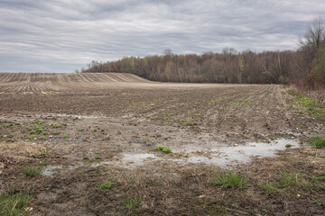 A spring field with a puddle in the center surrounded by grass