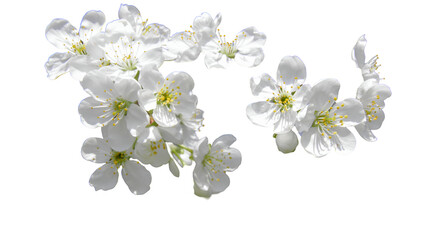A bouquet of white cherry blossoms with a transparent background