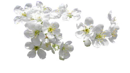 A bouquet of white cherry blossoms with a transparent background
