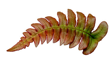 Fern leaf on a transparent  background