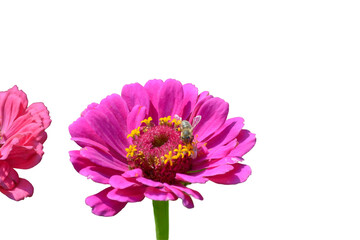 pink zinnia flower with a bee, transparent background