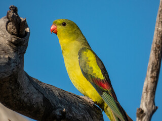 Regent Parrot in Victoria, Australia