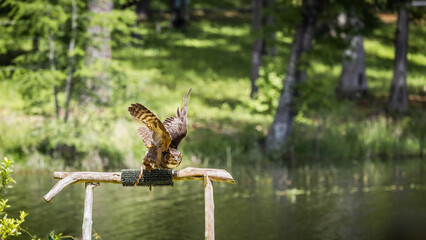Great Horned Owl posing and flying for people at a raptor show in Georgia.