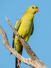 Regent Parrot in Victoria, Australia