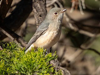 Rufous Whistler in South Australia