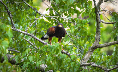 Harris Hawk demonstrating beautiful plumage at a raptor show in Georgia.