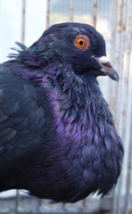 Breeding pigeons in the cage