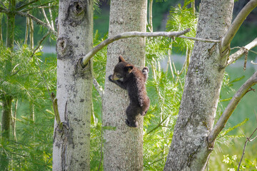 Baby Black Bear climbing down a giant tree to join mother bear grazing in the grass at Cades Cove National Park in Tennessee.