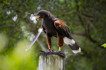 Harris Hawk demonstrating beautiful plumage at a raptor show in Georgia.