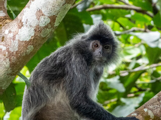 Silverleaf Monkey in Borneo, Malaysia