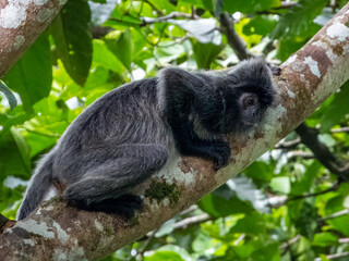Silverleaf Monkey in Borneo, Malaysia