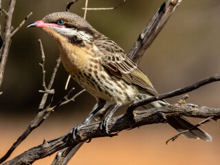 Spiny-cheeked Honeyeater in New South Wales, Australia