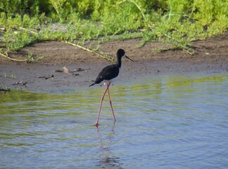 Hawaiian Black-Necked Stilts