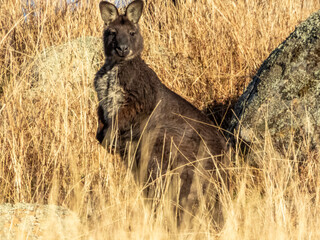 Swamp Wallaby in New South Wales Australia